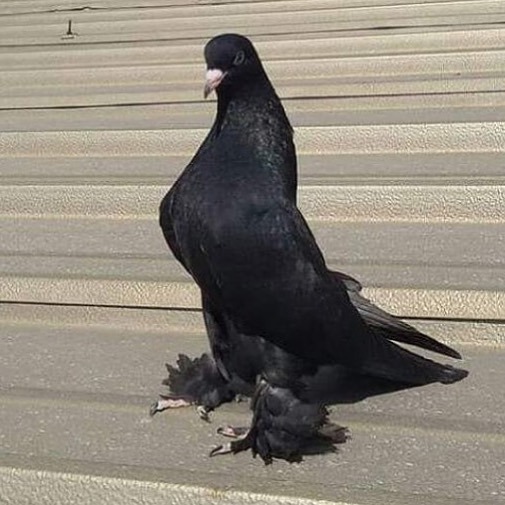 Güvercin besiciliği