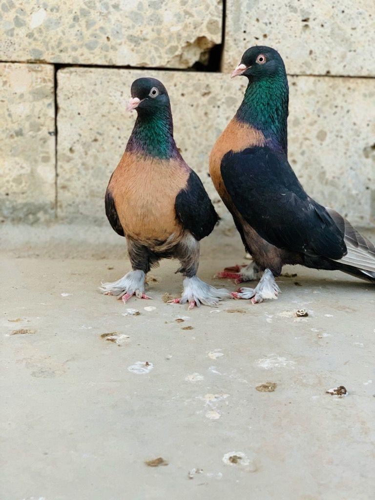 İridesan taklacı güvercin (Miro)
