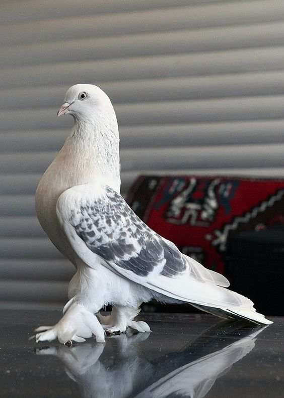 Şebap güvercini